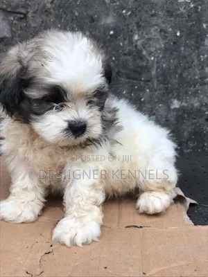 1-3 months Male Purebred Lhasa Apso