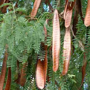 Lueceana Seeds