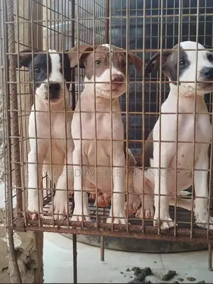1-3 months Female Purebred American Pit Bull Terrier