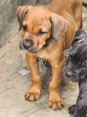1-3 months Female Purebred Boerboel