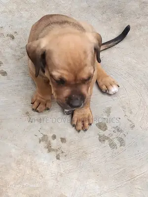 1-3 months Male Purebred Boerboel