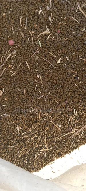 Cassia Torra Seeds