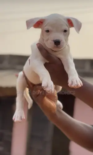 1-3 months Female Purebred American Pit Bull Terrier