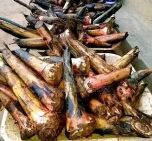 Plantain Suckers Are Available