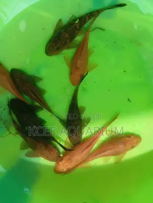 Pleco (Cleaner) Fish