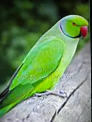 Parakeet Parrots