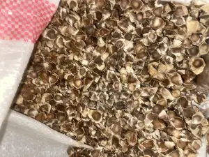 Moringa Seeds