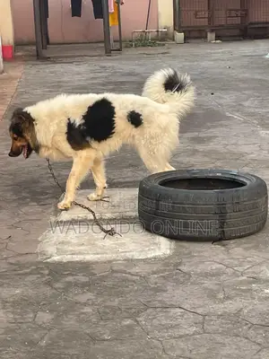 6-12 months Male Purebred Caucasian Shepherd