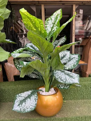 Indoor/Outdoor Fibre Vase and Plant .