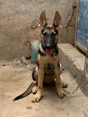 3-6 months Male Purebred German Shepherd