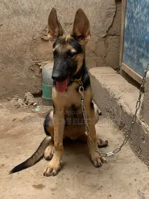 3-6 months Male Purebred German Shepherd
