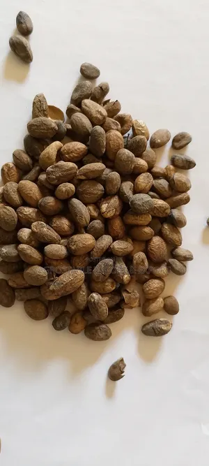 Croton Seeds 500g