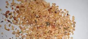 Bell Pepper Seeds