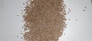Parsley Seeds