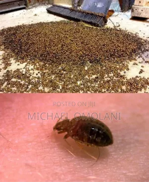 Fumigation Pro Akowojo