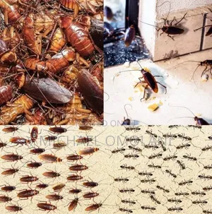Pest Control Anthony