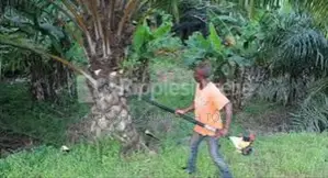 Palm Harvester Machine
