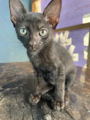 1-3 months Female Purebred Bombay