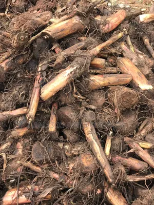 Camerona Giant Plantain Suckers