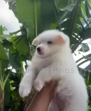 1-3 months Female Purebred American Eskimo