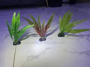 Mini Plants for Tanks and Bowl