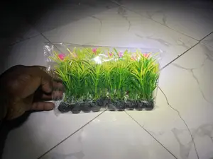 Plants for Bowls and Fish Tank