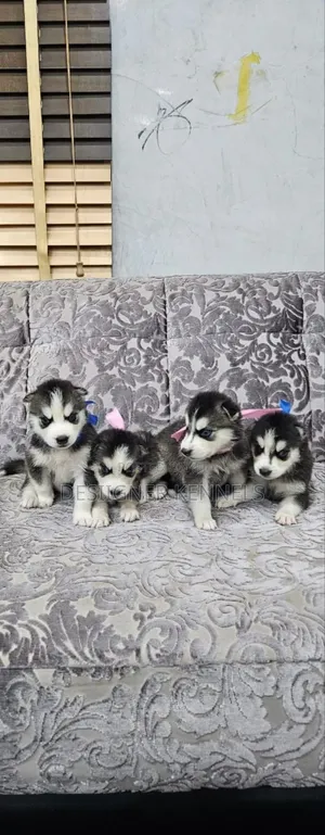 1-3 months Female Purebred Siberian Husky