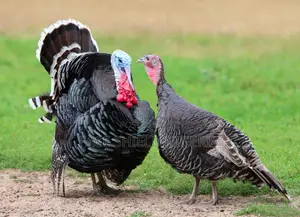 Big Live Turkeys