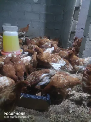 Breeders, 0ld Layers, Point Of Lay, Broilers, Turkey