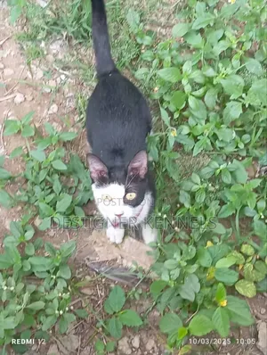 1+ year Female Purebred American Shorthair