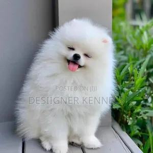 1-3 months Female Purebred Pomeranian