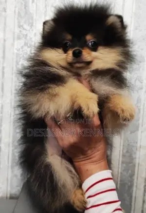 1-3 months Female Purebred Pomeranian
