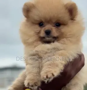 1-3 months Female Purebred Pomeranian