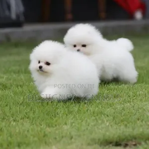 1-3 months Female Purebred Pomeranian