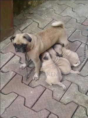 1-3 months Female Purebred Pug