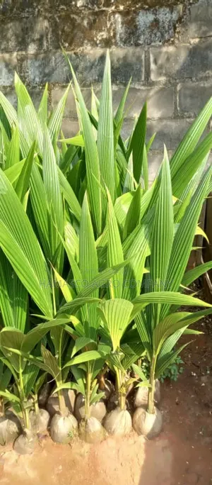 Hybrid Sweet Dwarf Coconut