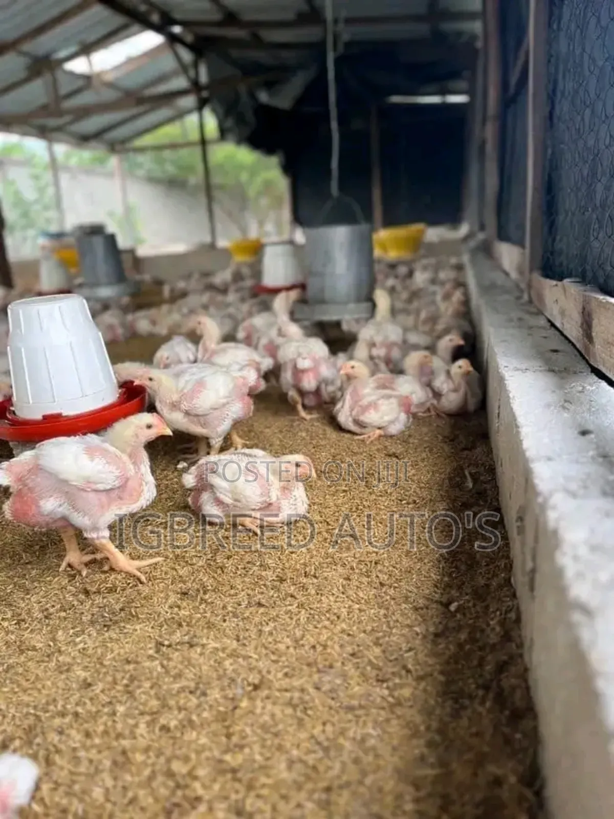 4weeks Well Vaccinated Broilers, Turkey Available for a Deal
