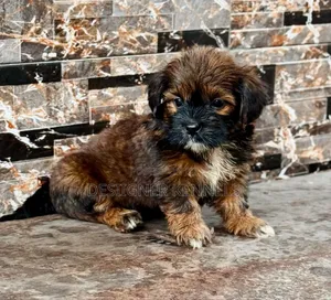 1-3 months Male Purebred Lhasa Apso