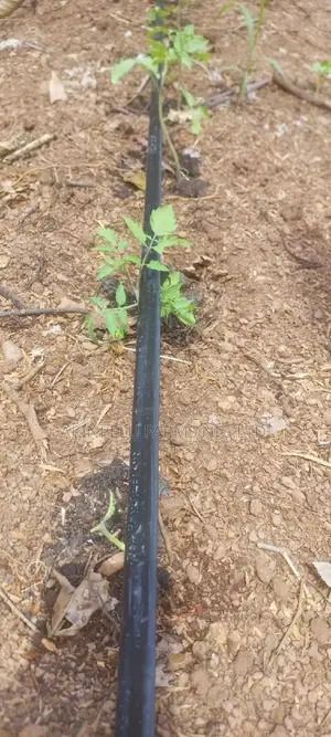 Make #15,000,000 From One Acre of Tomato Farm.