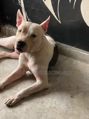 1+ year Male Purebred American Pit Bull Terrier
