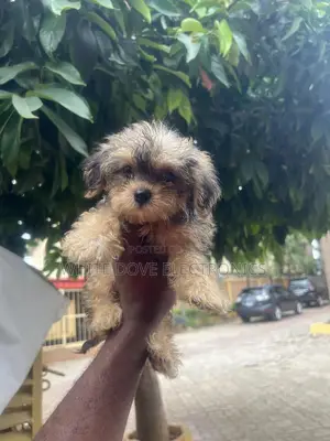 1-3 months Female Purebred Lhasa Apso