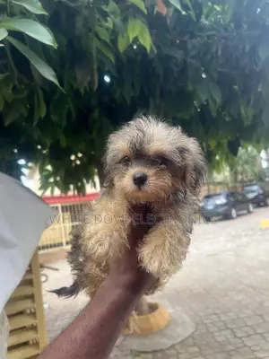 1-3 months Female Purebred Lhasa Apso