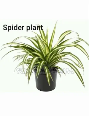 Goodluck Plants