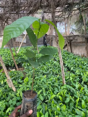 Hybrid Cocoa Seedlings