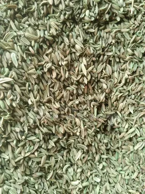 Fennel Seeds