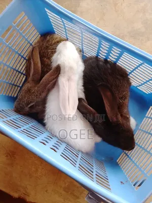 Exotic Rabbit Breeds