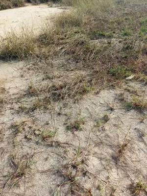 Genuine Land, Ugonoba Benin Agbor Road