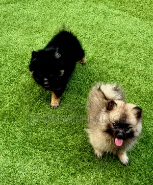 1-3 months Female Purebred Pomeranian
