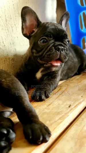 1-3 months Female Purebred French Bulldog