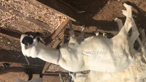 Goat Meat Clean and Healthy Plus Sharing